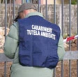 Ischia, operazione del Noe