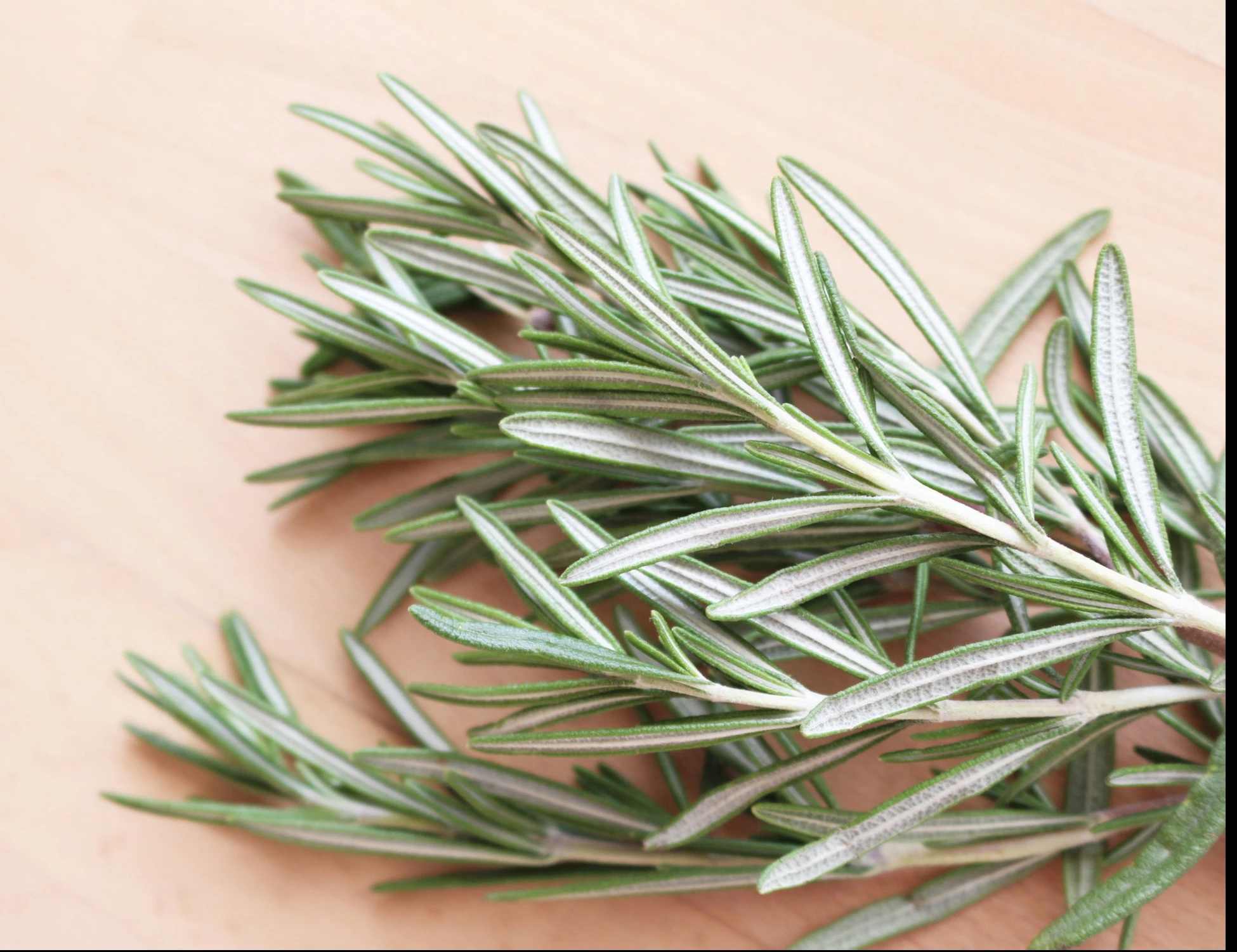 Rosmarino, le 3 proprietà benefiche (memoria compresa)