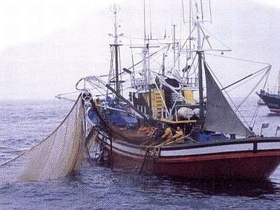 Cnr al lavoro sulla pesca 'sostenibile' per ridurre impatti su specie e habitat