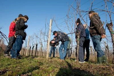 In Toscana lezioni di 'vita in vigna' alla Scuola per giovani contadini