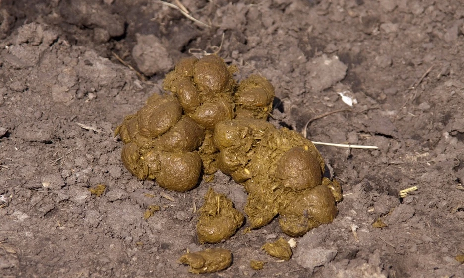 A Piacenza apre il Museo della Merda