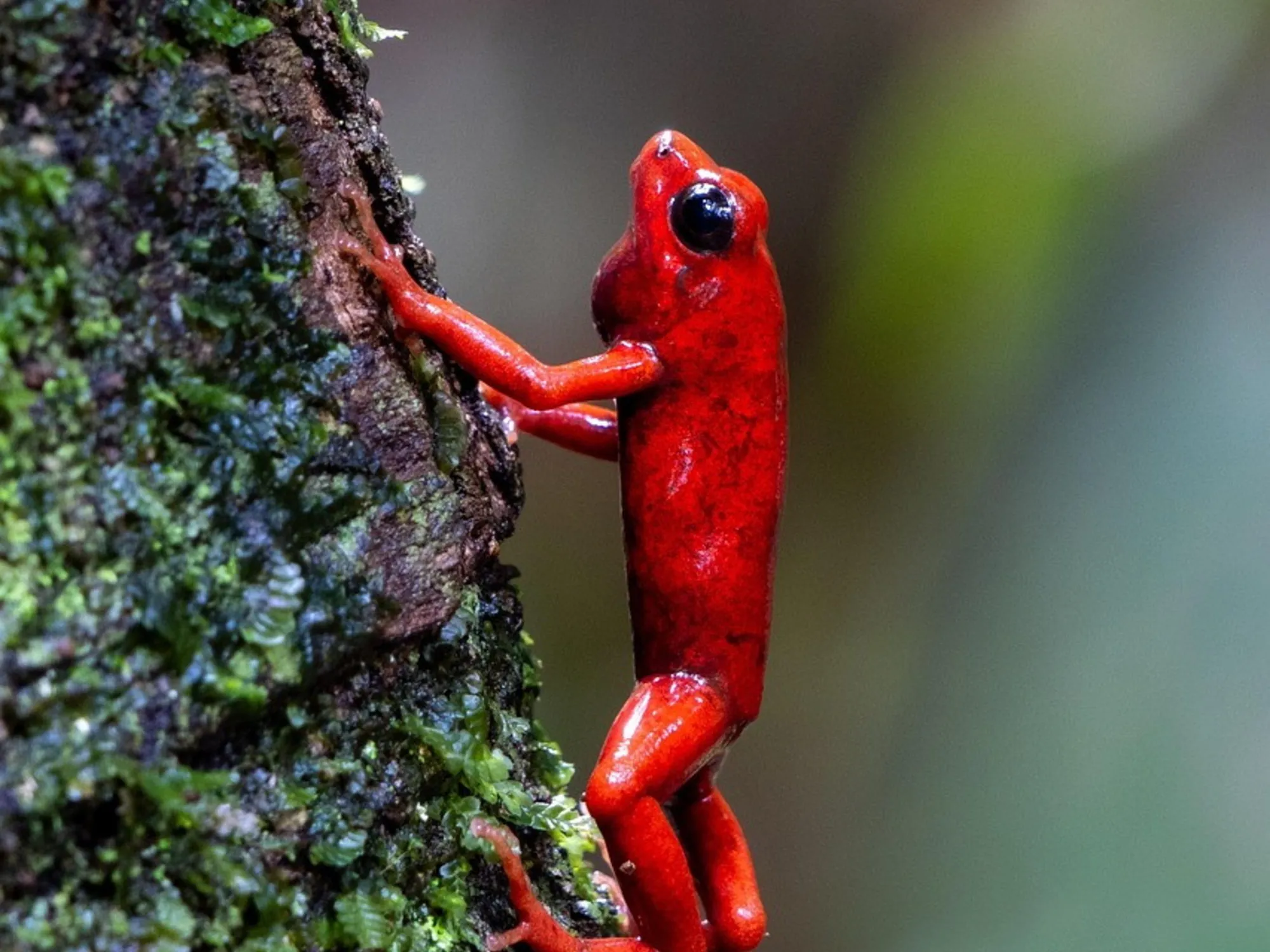 Leggi l'articolo: Ecco come uccide il veleno della rana di Putin: una morte atroce