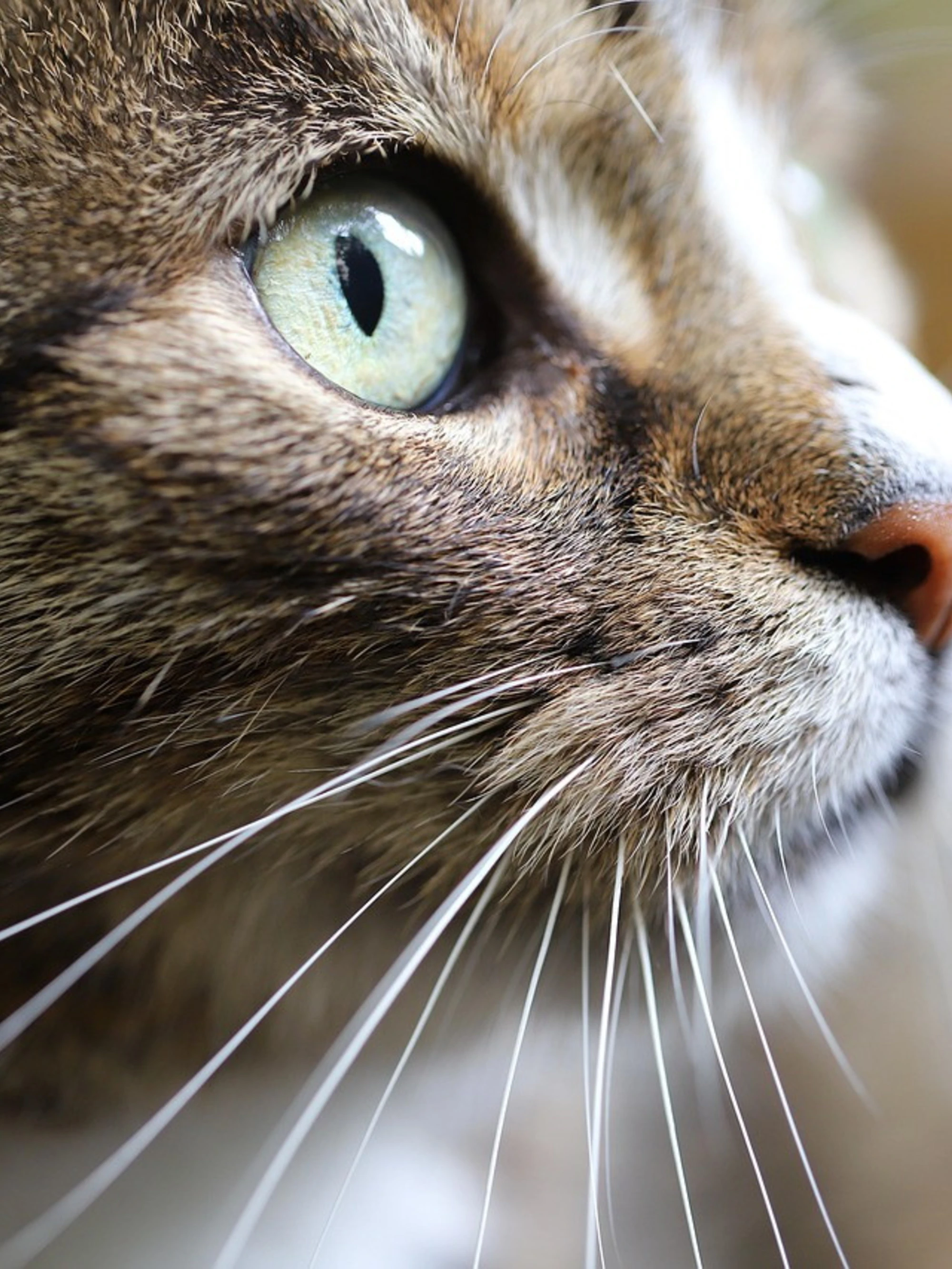 Nella Francia di Macron neanche i gatti sono più liberi di miagolare. E li multano