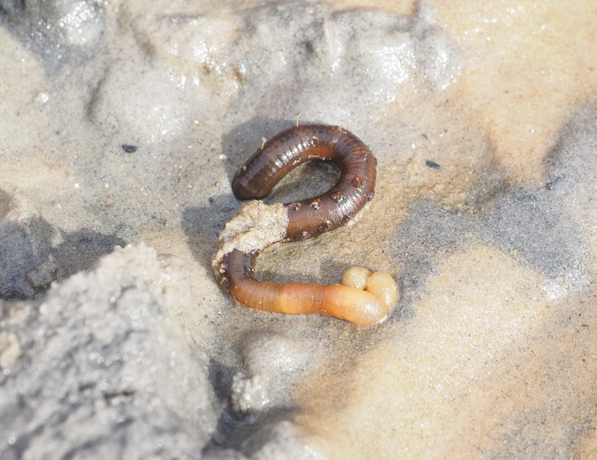 Il verme del doping, lo schiaffo dietro al nome "Lance A"