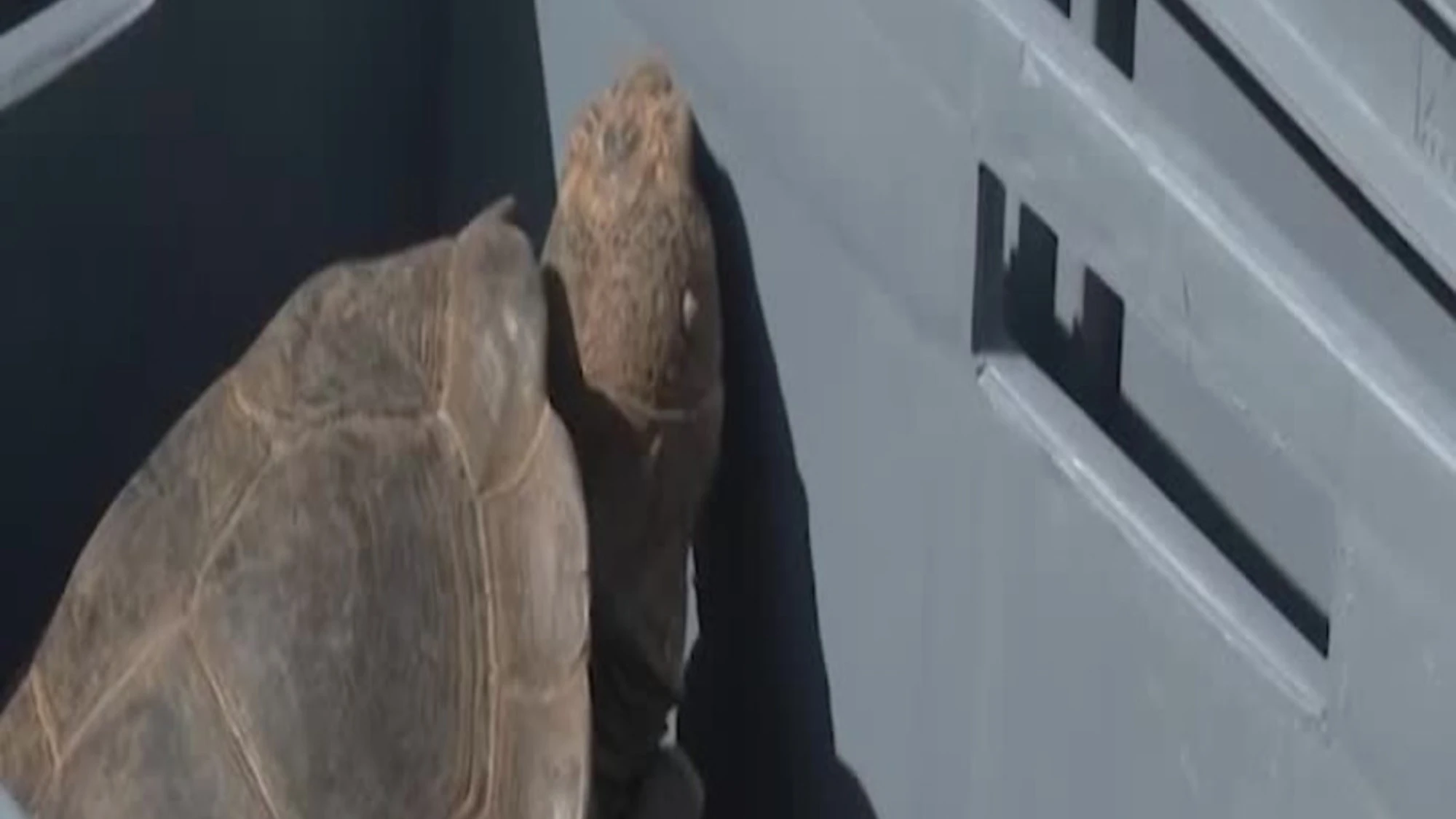 Galapagos, la liberazione di 158 tartarughe sull'isola Floreana