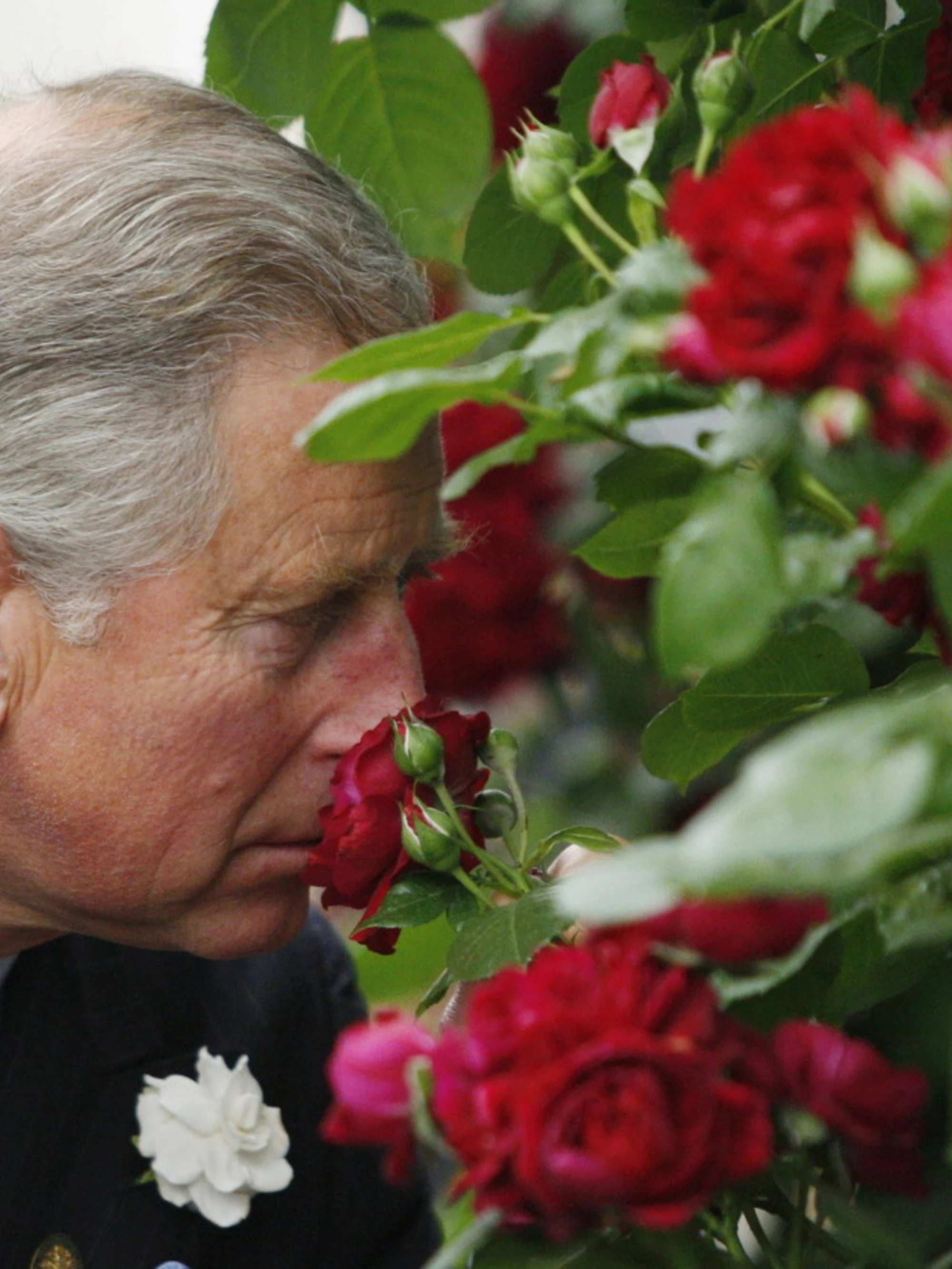 Re Carlo, il giardino maledetto di Highgrove: accuse al sovrano, cosa sta succedendo