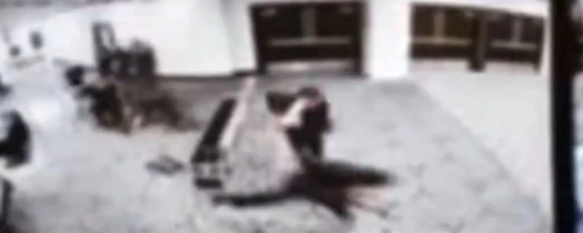 Trump spiazza tutti: "Chi dovrebbe ingaggiare l'attentatore"