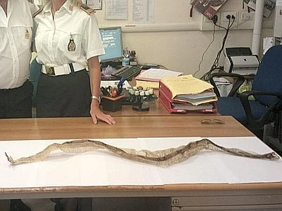 Roma, caccia al pitone a Monteverde: serpente è lungo oltre un metro