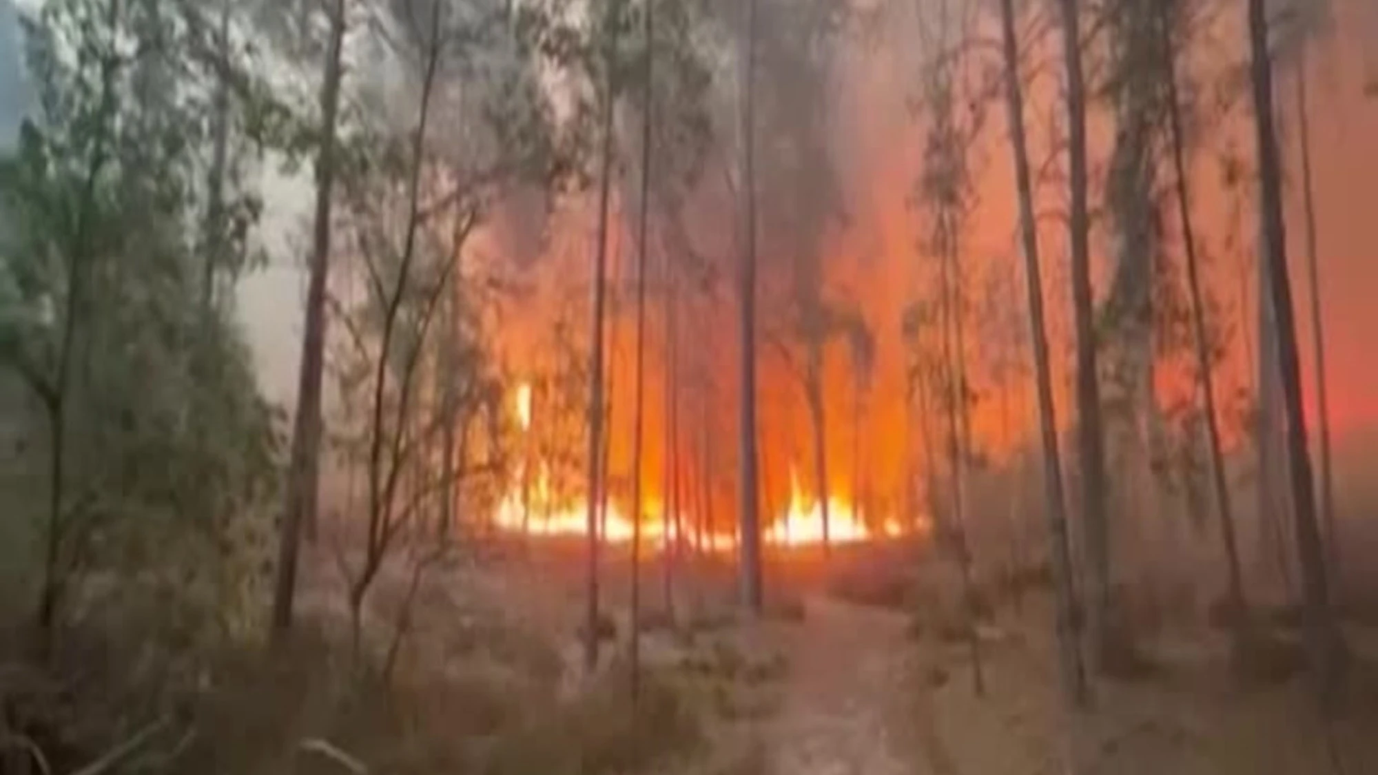 Francia, incendio nella foresta di Fontainebleau: 800 ettari bruciati