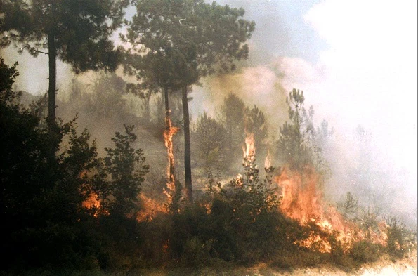I boschi bruciano: l'Italia è in fiamme