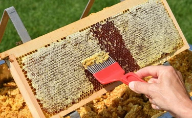 Propoli, unghie e funghi: le proprietà nascoste