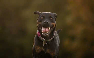 Nardò, 72enne sbranato da due rottweiler: cosa hanno trovato sul corpo