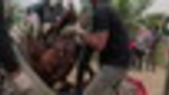 Indonesia, una mamma orango col bebé "evacuati" dall'incendio