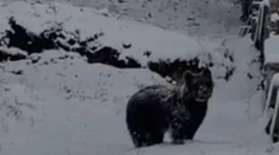 Orso Carrito, niente letargo: dall'Abruzzo la foto che sconvolge l'Italia, ecco cosa rischia