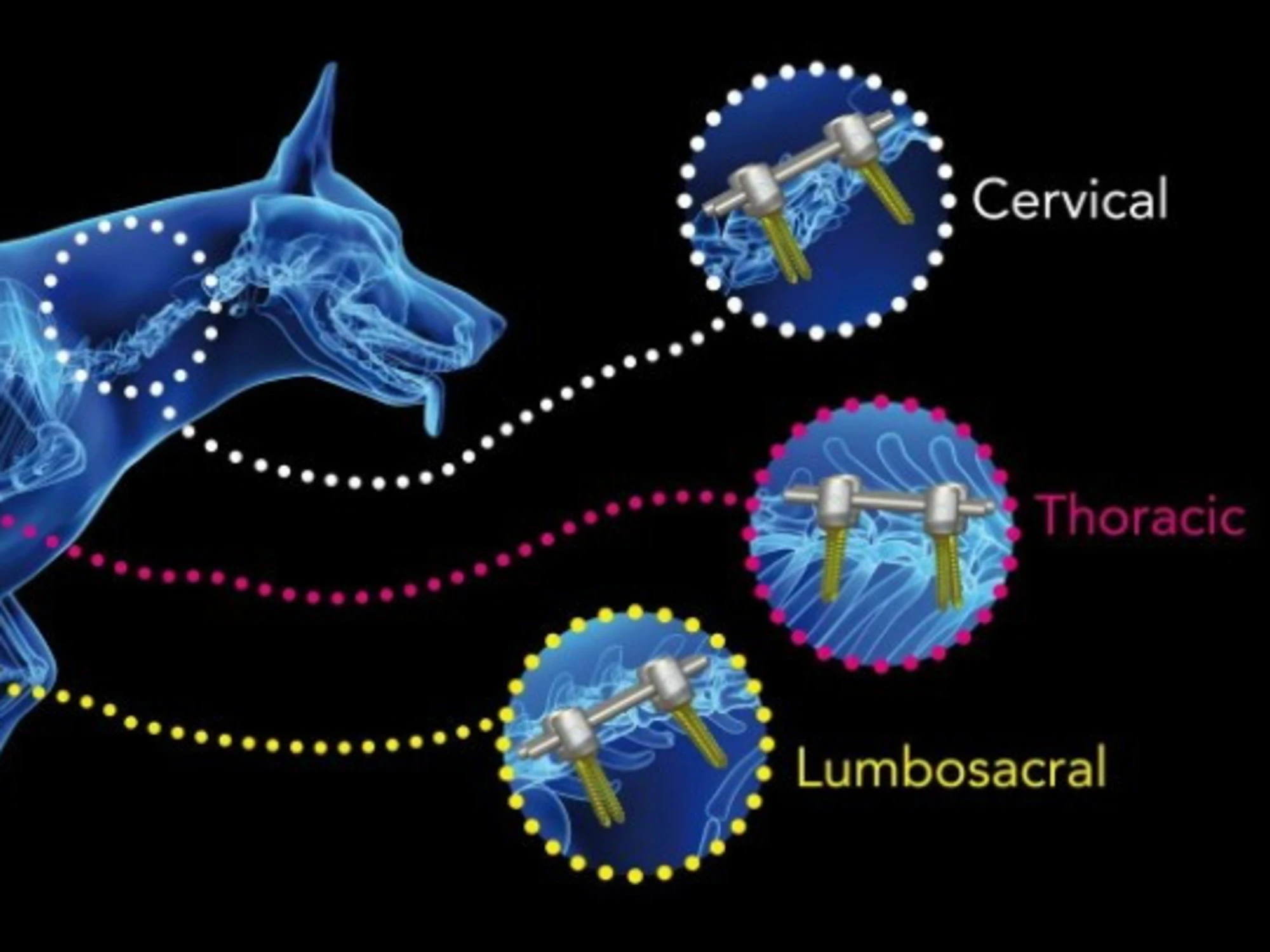 Traumi spinali di cani e gatti, il dispositivo che cambia la loro vita