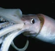 Invasione di calamari giganti