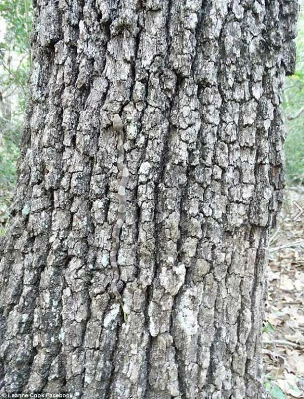Vedete cosa si nasconde su questo albero? Allora siete già morti.