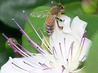 Greenpeace in difesa di api e impollinatori minacciati dai pesticidi killer