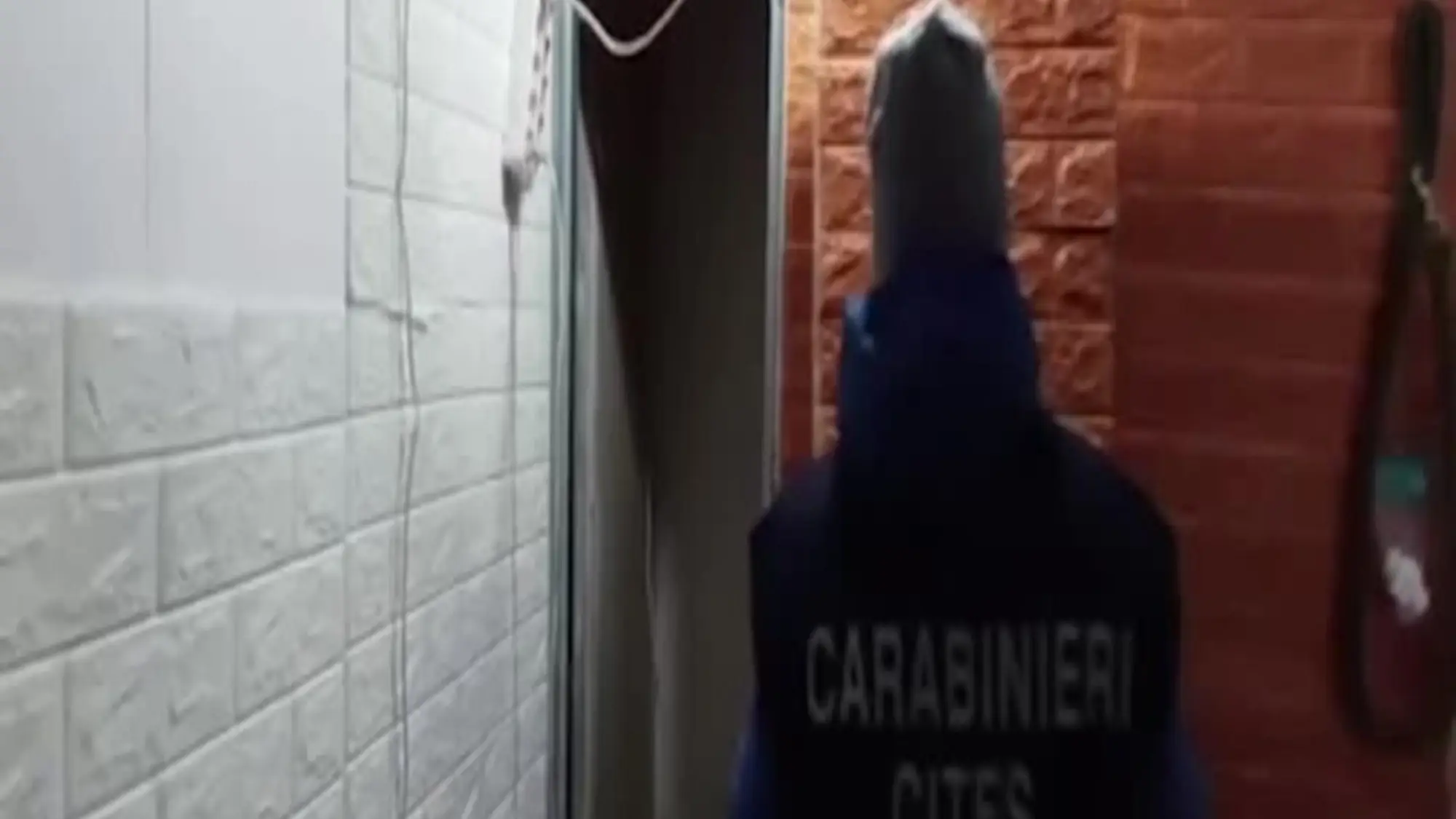 Bari: anaconde, pitoni e boa nascosti dietro una finta parete