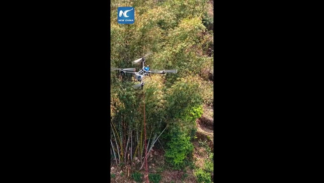 Cina, droni trasportano tè dalle piantagioni montane