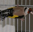 Milano, traffico di animali