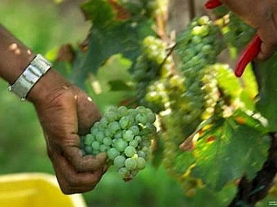 Inail, domande sgravi agricoli entro15/10