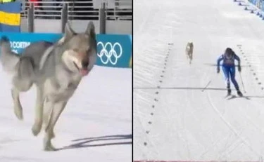 Incontro con il lupo: semplici regole per restare al sicuro