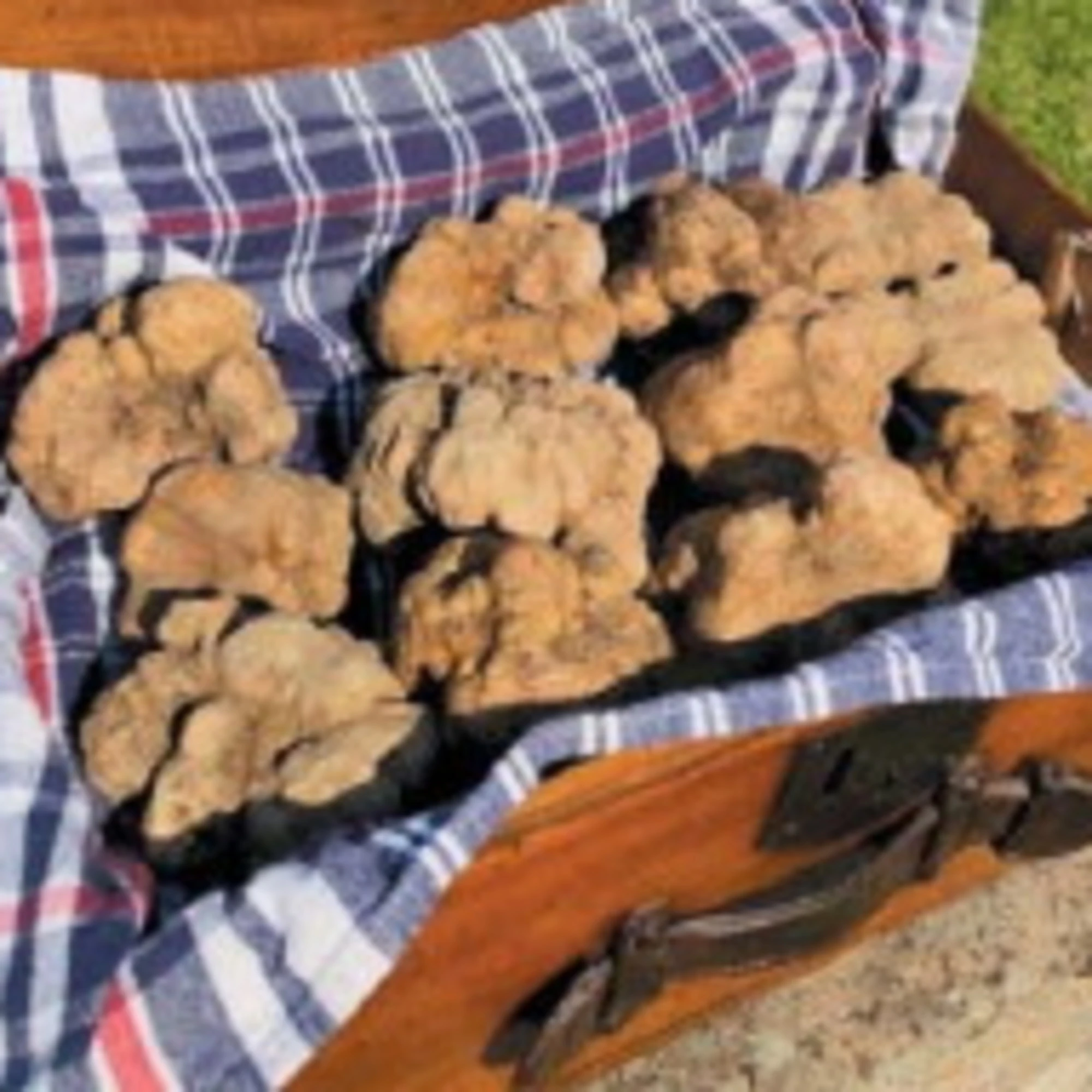 Tartufo bianco, che passione in Umbria: raccolta da record
