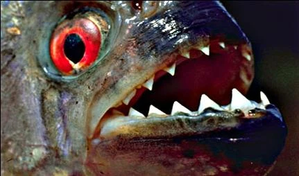 Piranha scatenatisessanta feritiin riva al fiume