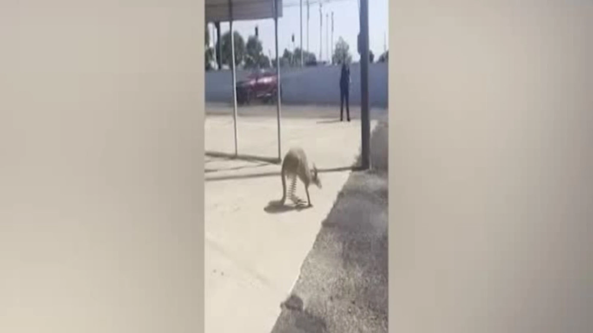 Texas, polizia cattura un canguro a spasso