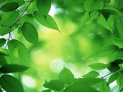 Per 8 imprese su 10 l'Alto Adige è la 'Green Region', ideale per fare business