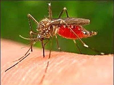 Contro la malaria nata la zanzara killer delle zanzare: è geneticamente modificata