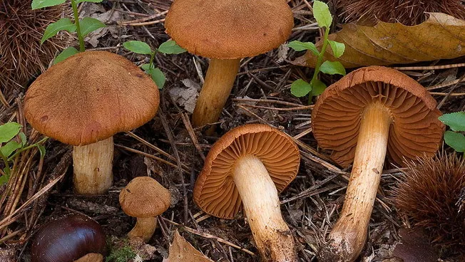 800x533