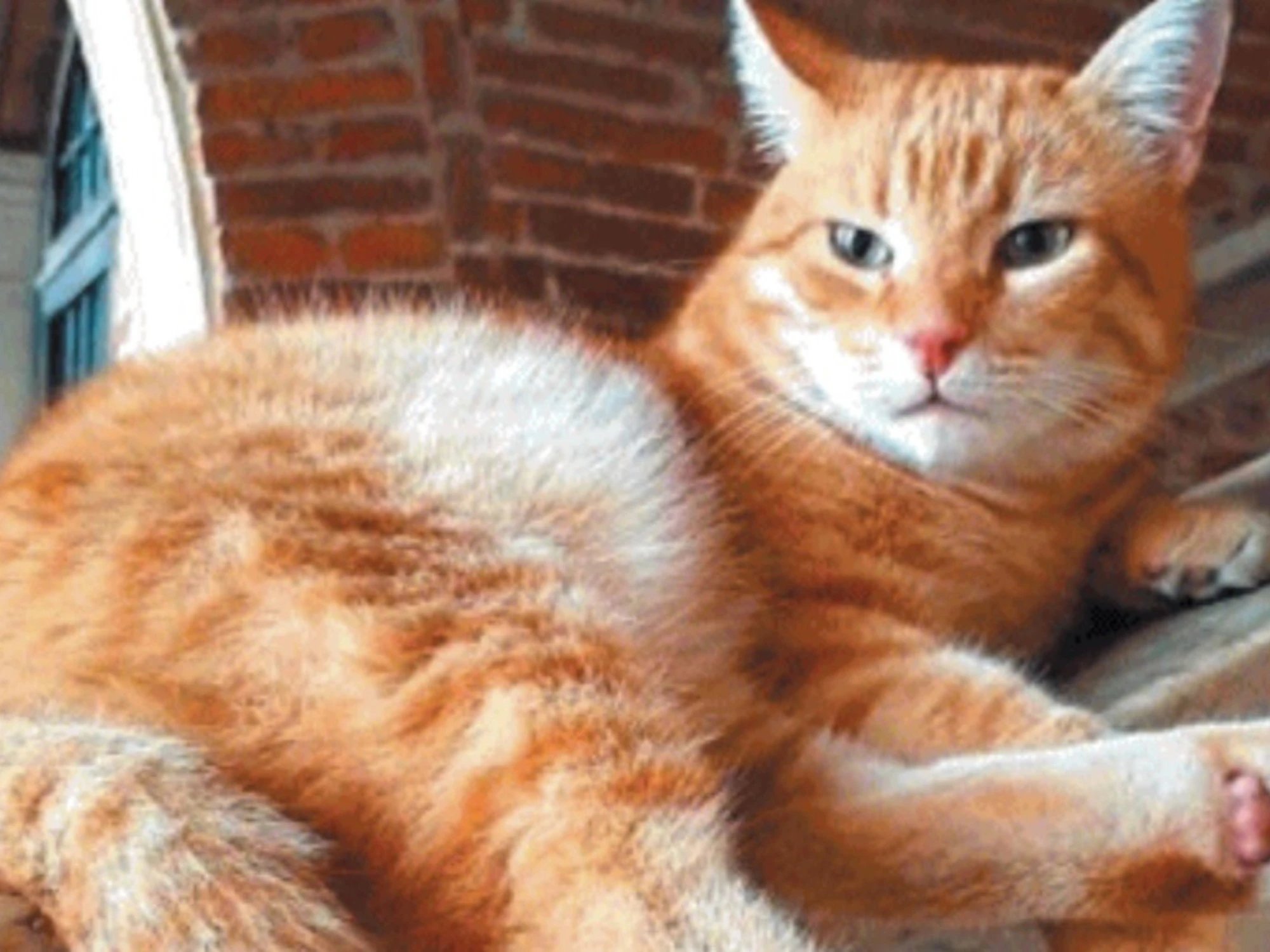 Rovigo, l'intera città in lutto per il gatto: lacrime, fiori e una statua