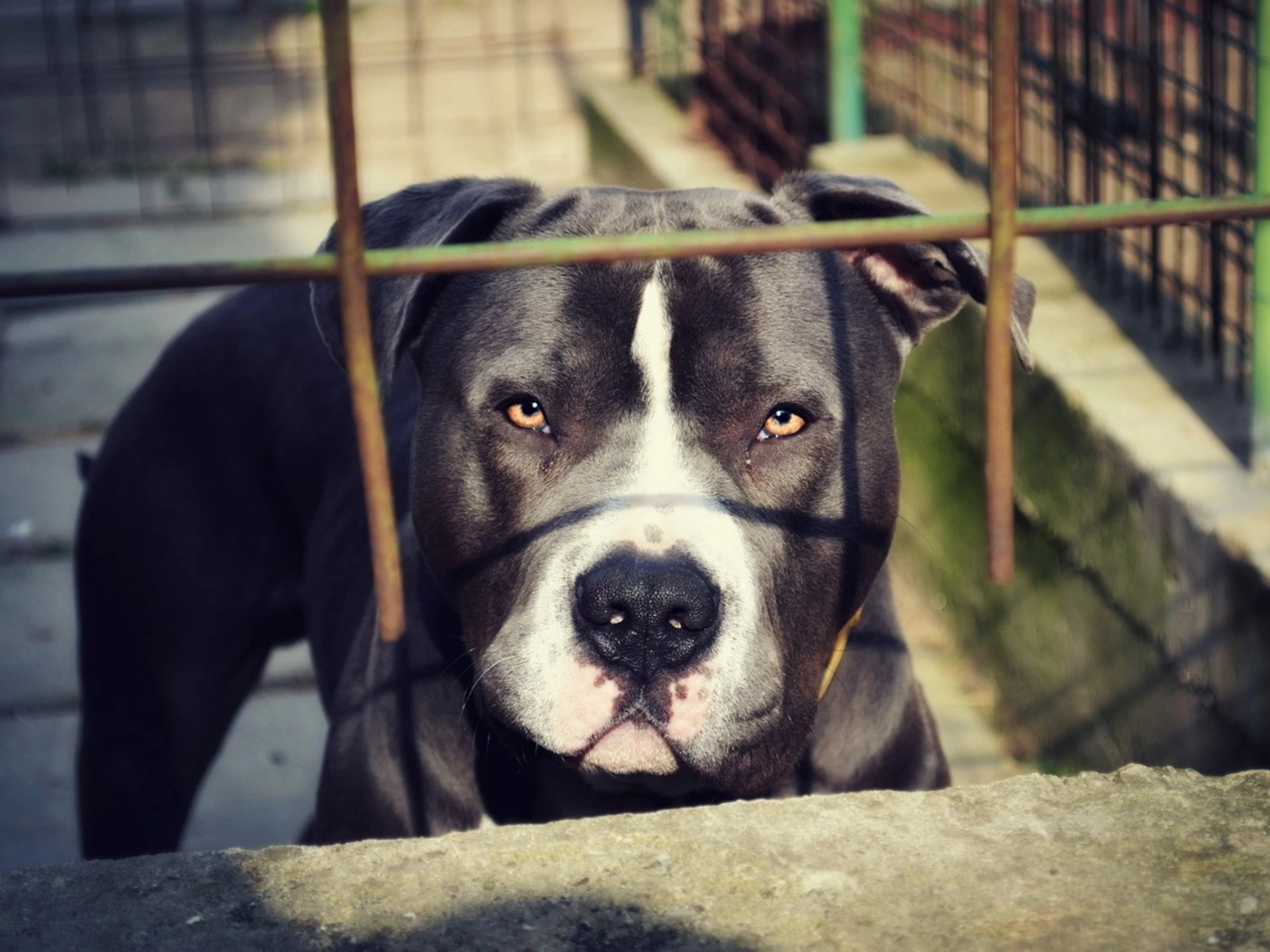 Pitbull piomba sul bimbo: &quot;&Egrave; grave&quot;. Choc: che fine fanno i proprietari