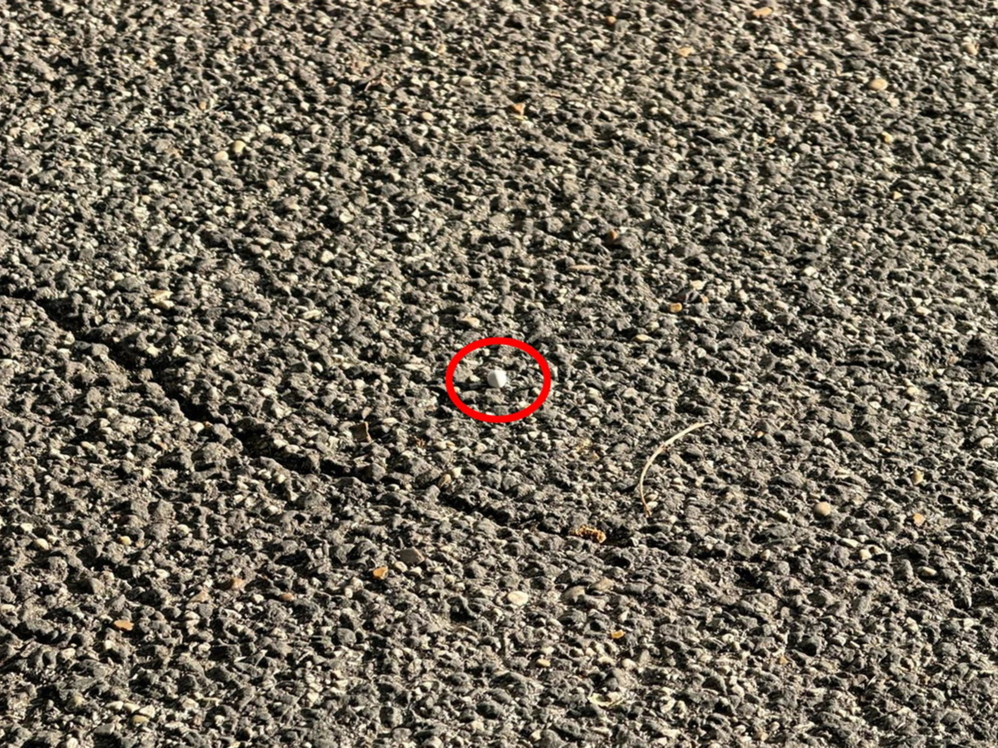 25 Aprile,  preso lo sparatore: "Sono della brigata ebraica"