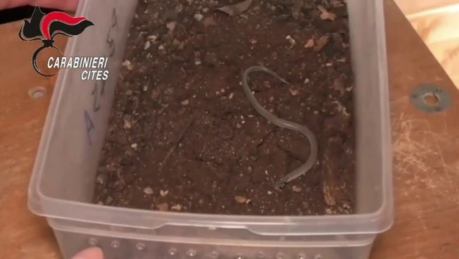 Trovato un piccolo serpente a bordo dell'aereo Lampedusa-Palermo, le immagini