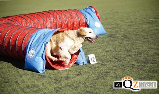 Insegnare il percorso di agility