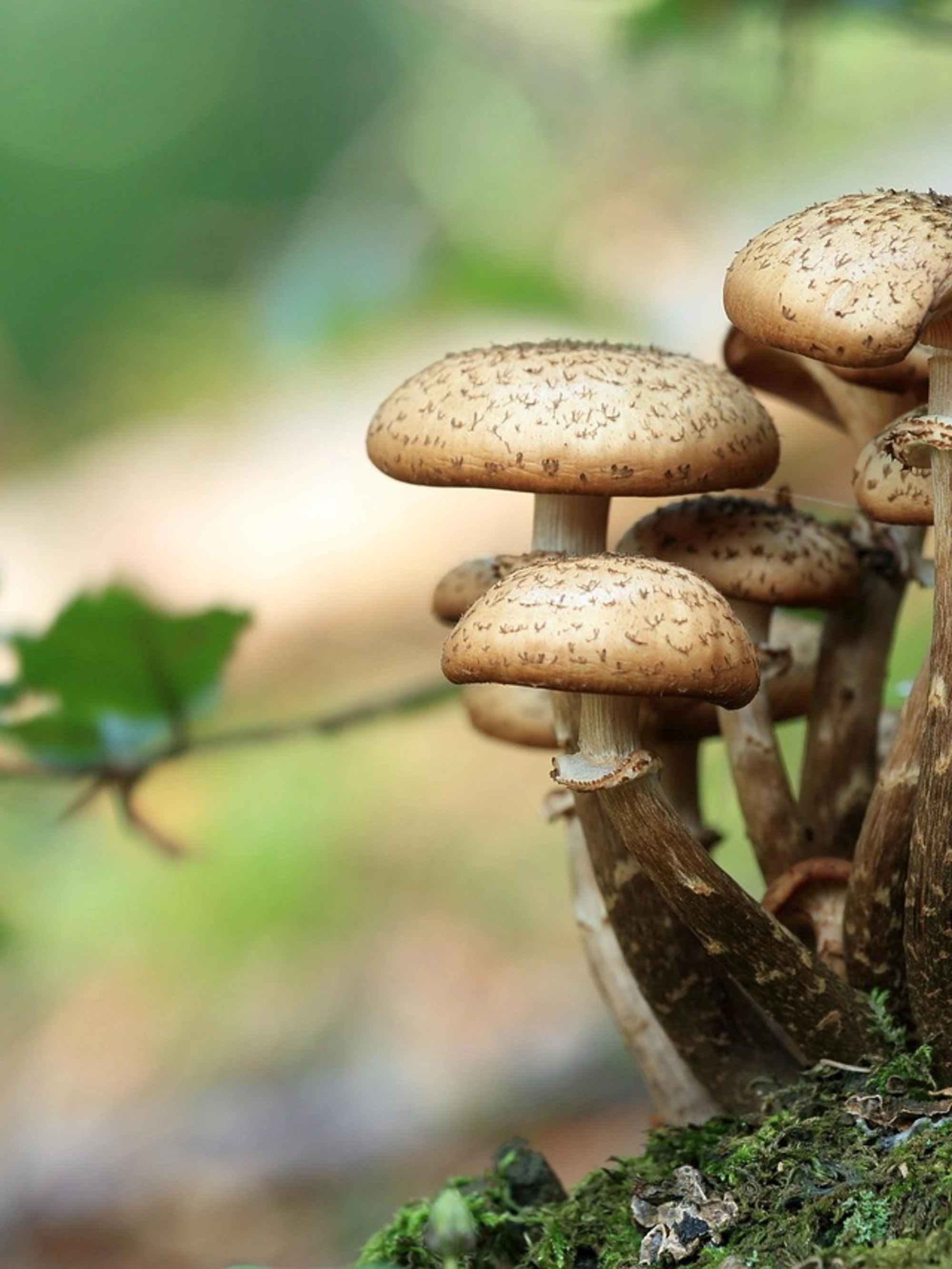 I cercatori di funghi ora litigano