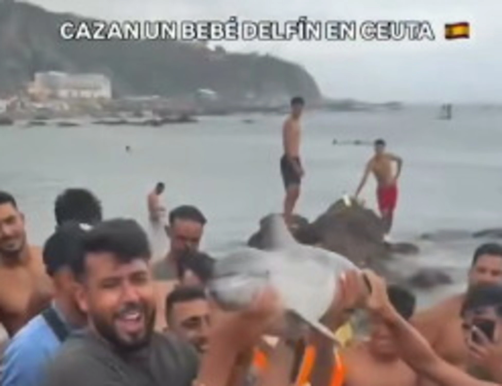 Ceuta, l'0rrore degli immigrati contro un delfino: il video che indigna il mondo