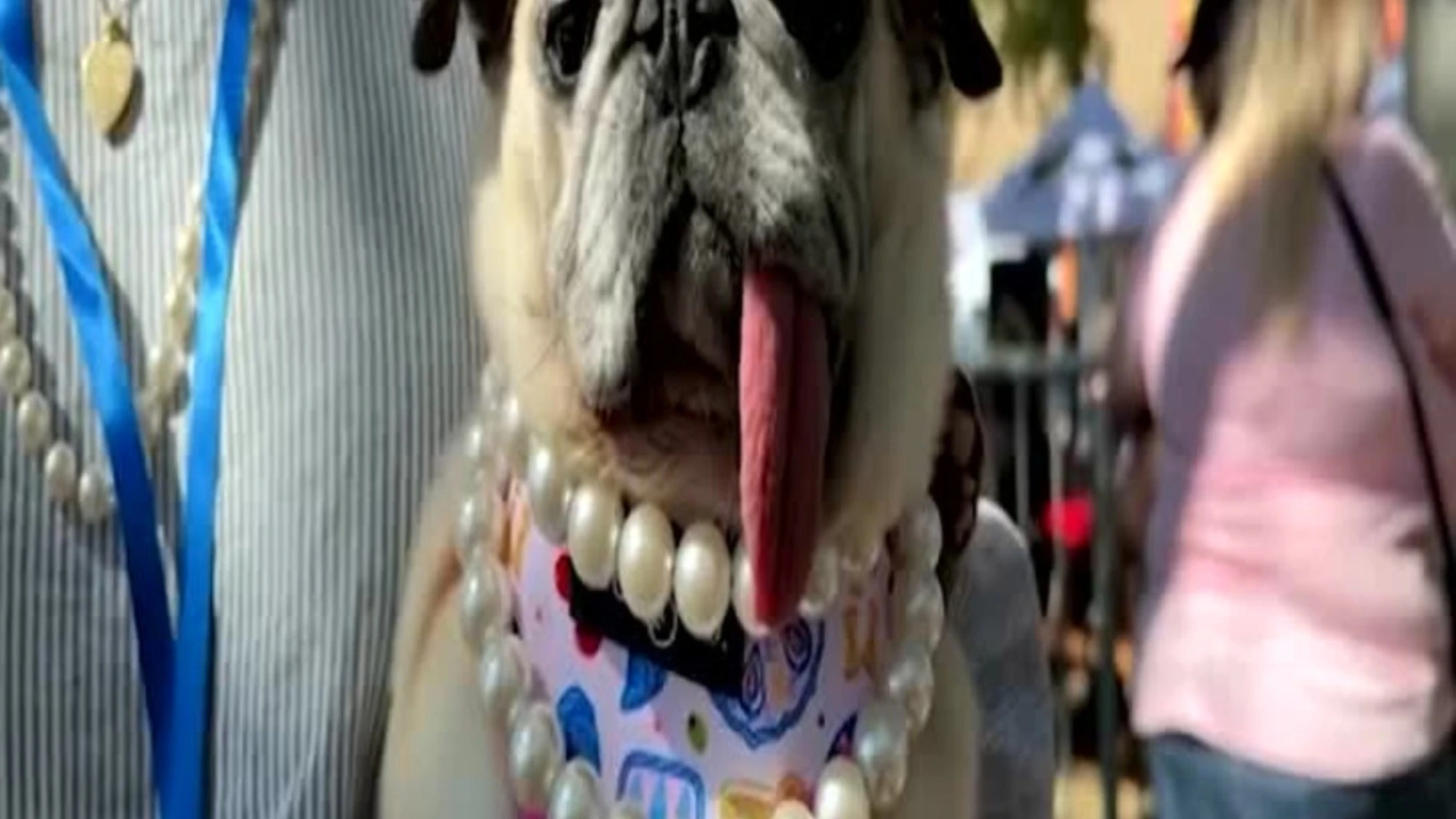 Jinny Lu vince il concorso per il cane più brutto del mondo