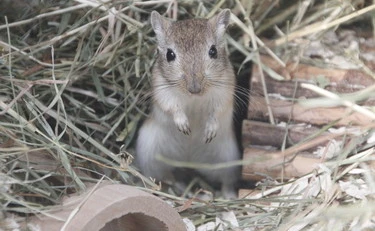 Ecco il gerbillo, un curioso roditore da tenere in casa