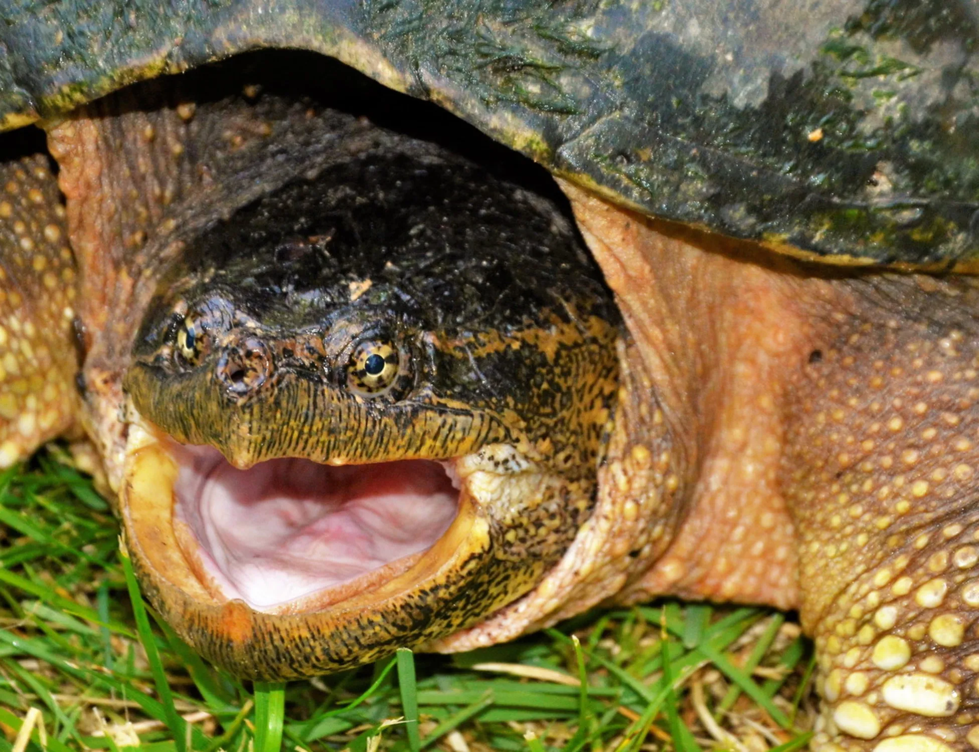 Leggi l'articolo: Tartarughe azzannatrici, doppio avvistamento a Roma: perché sono pericolose