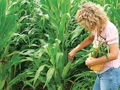 Aumentano le donne manager in agricoltura, oltre 296mila tra i campi