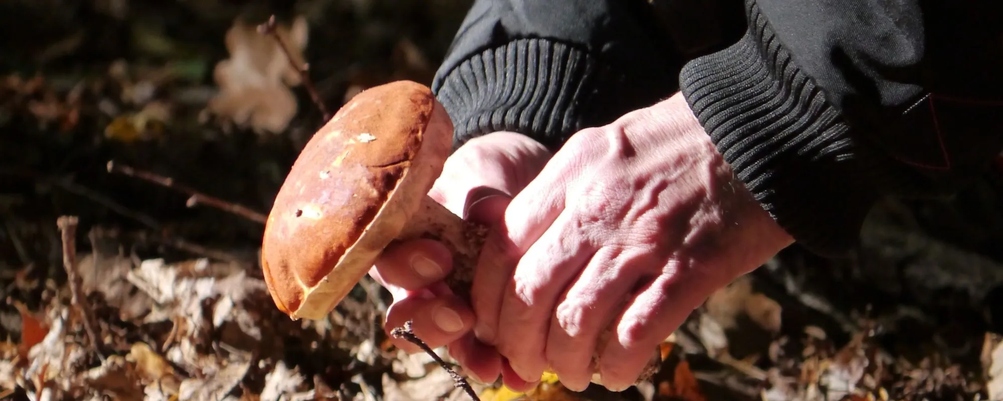 Como, moglie e marito a funghi: lei sparisce, mistero e paura