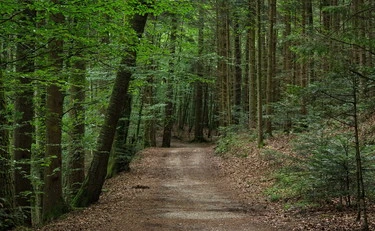 Livorno, straniero violenta 2 donne nel bosco: le frasi indecenti prima dell'aggressione