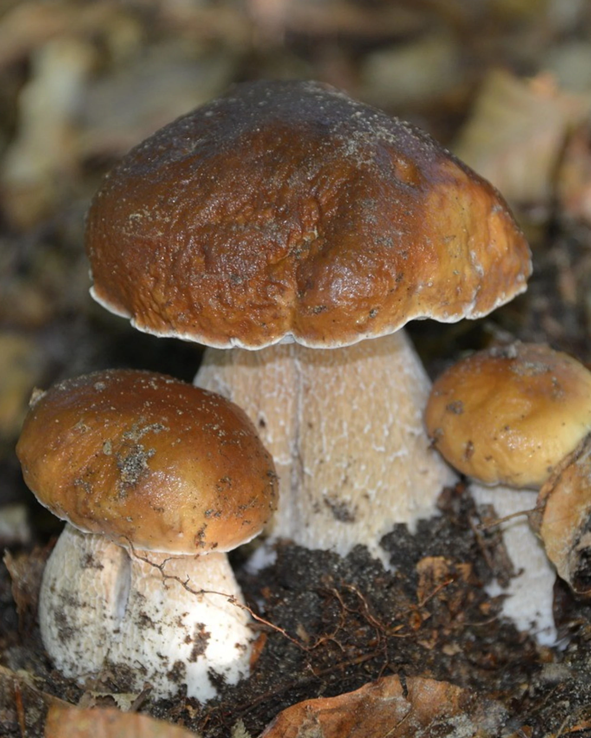 La strage dei cercatori di funghi: cosa c'è dietro