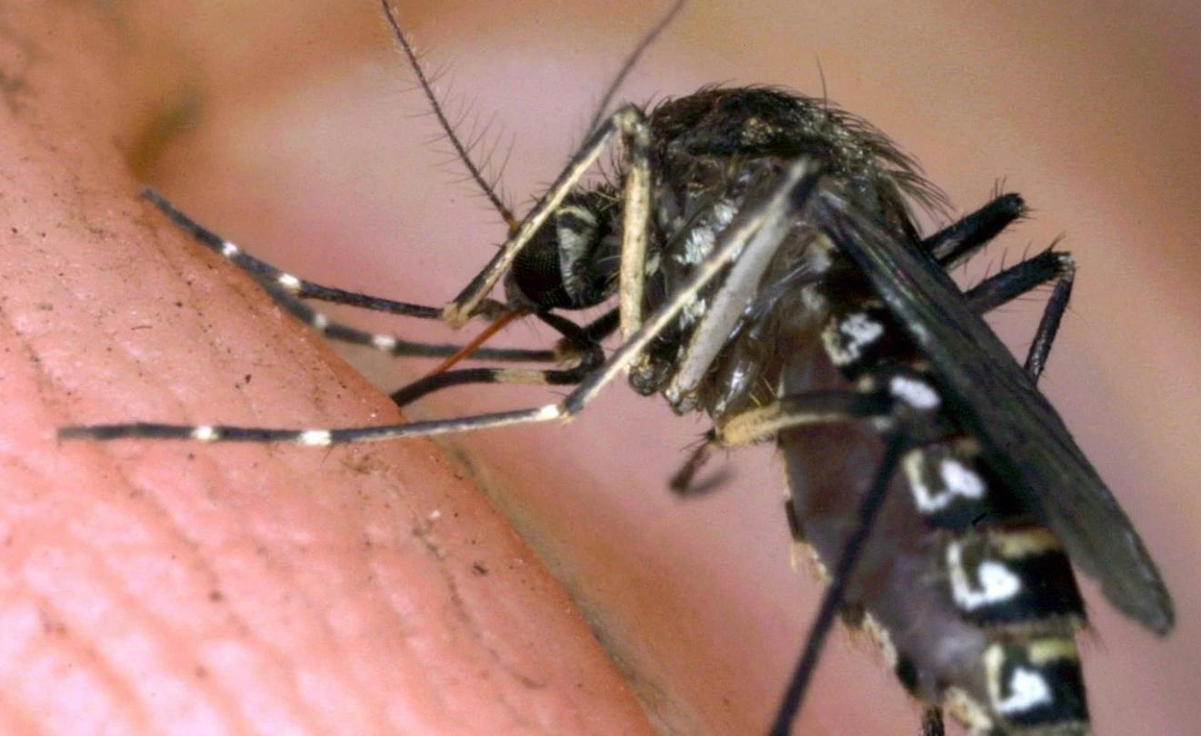 Zanzare, i repellenti dovranno avere autorizzazione del ministero della Salute