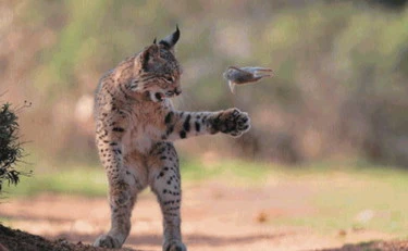 L'attimo afferrato in uno scatto che rende la natura opera d'arte
