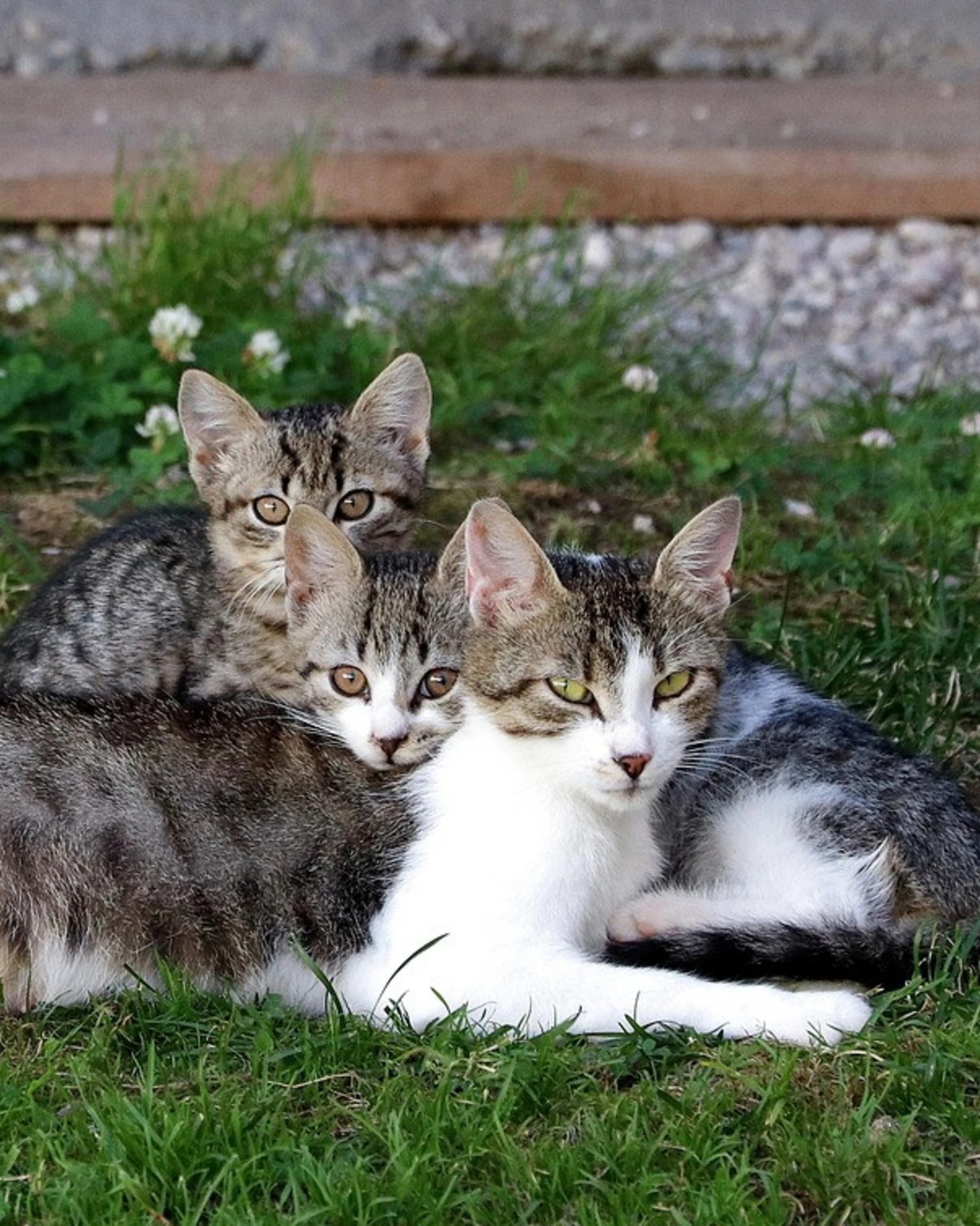 Cogne, scomparsi nel nulla 15 gatti: è caccia al serial killer
